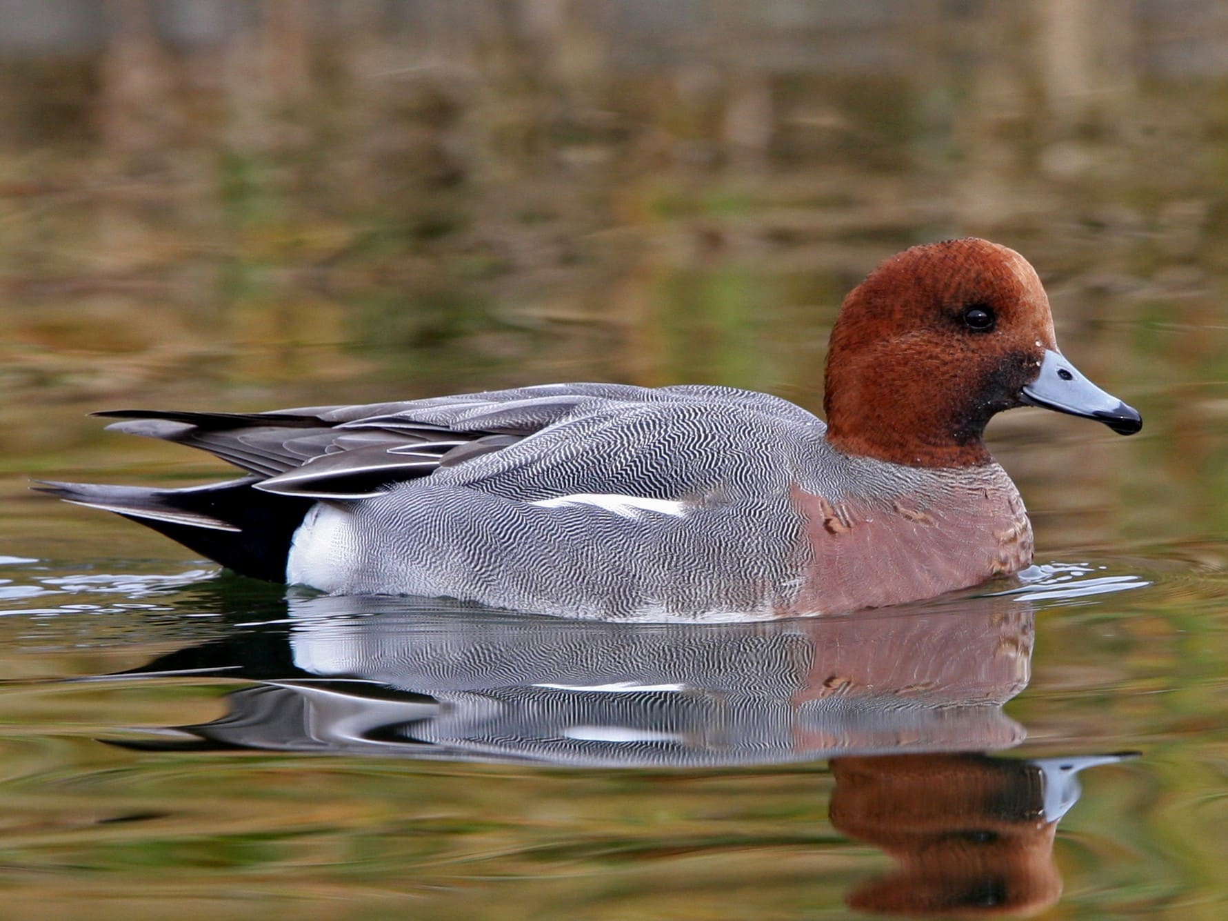 Eurasian Wigeon